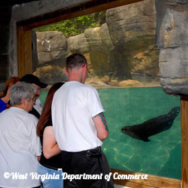 WV Wildlife Center